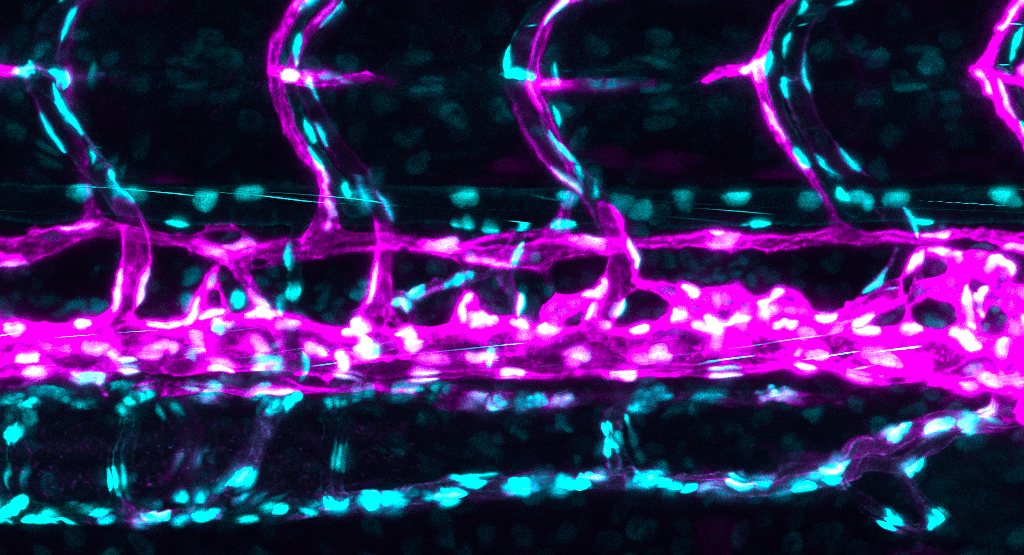 Solution pour la microscopie de fluorescence