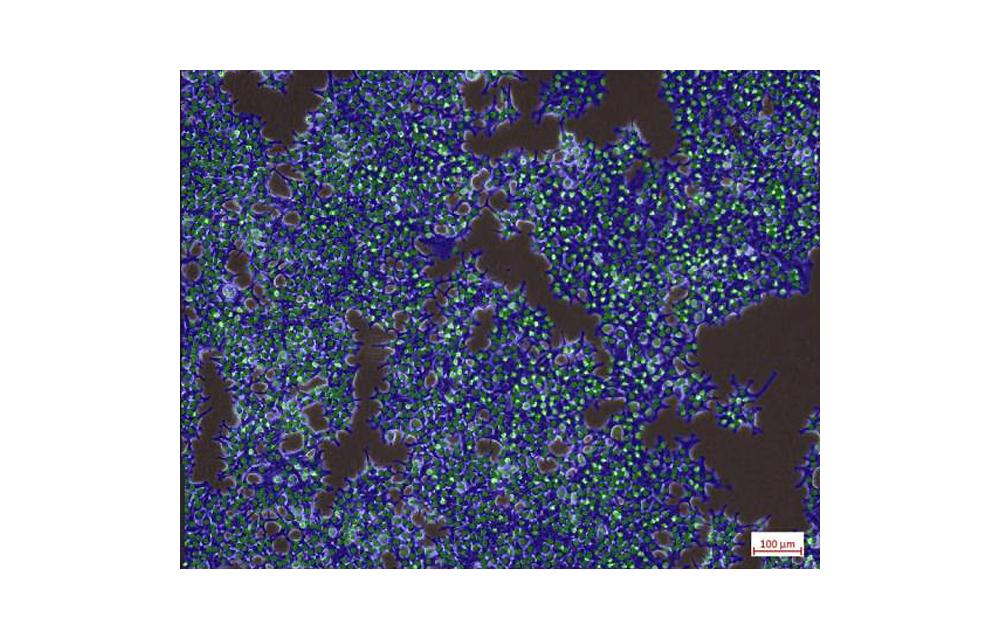 Amliorez vos expriences sur les cellules