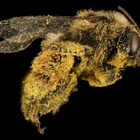 Loupe binoculaire d'Entomologie pour Analyse des Insectes