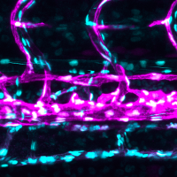 Solutions pour la Microscopie de Fluorescence