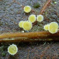 Microscopie et Mycologie - Microscopes Optiques