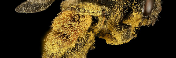 Loupe binoculaire d'Entomologie pour Analyse des Insectes