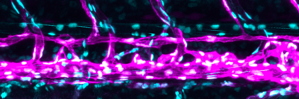 Solutions pour la Microscopie de Fluorescence