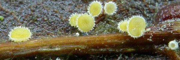 Microscopie et Mycologie - Microscopes Optiques