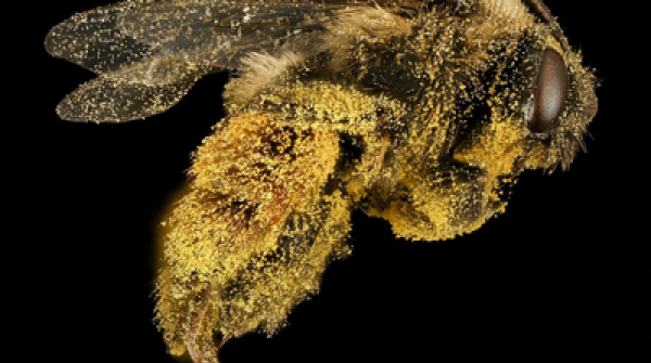 Loupe binoculaire d'Entomologie pour Analyse des Insectes