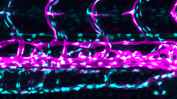 Solutions pour la Microscopie de Fluorescence