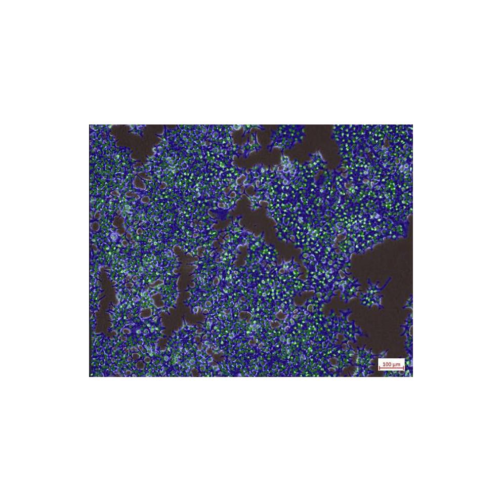 Amliorez vos expriences sur les cellules